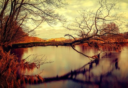 THE FALLEN TREE - lake, moss, reflection, tree, autumn