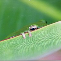 Tree frog