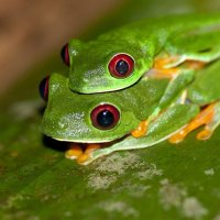 PAIR OF RED EYED TREE FROGS