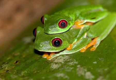 PAIR OF RED EYED TREE FROGS - frogs, pair, green, mating