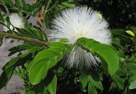 WHITE SPIKY FLOWER - spiky, white, flower, nature