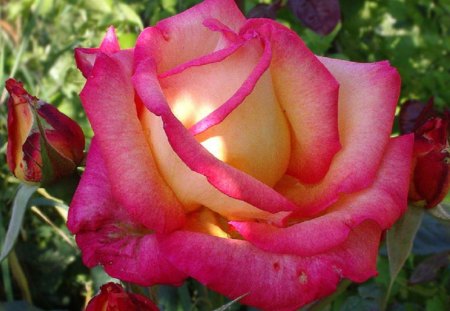 PINKISH ROSE - pretty, rose, flower, pink