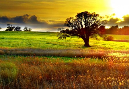 FIELD of BEAUTY - Fields & Nature Background Wallpapers on Desktop ...