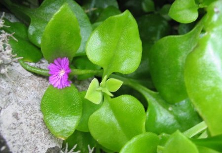 APTENIA CORDIFOLIA - flower, pink, pretty, green