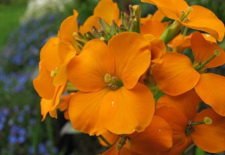 GOLD ERYSIMUM - plant, pretty, yellow, flower