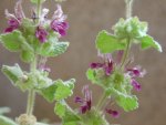 BALLOTA HIRSUTA FLOWERS