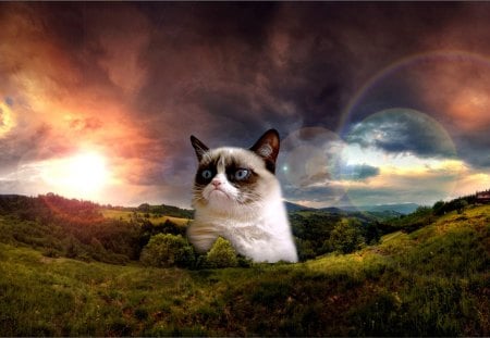 GRUMPY KITTY - grumpy, cat, animals, photoshop