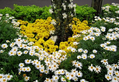 Lovely Chrysanthemum