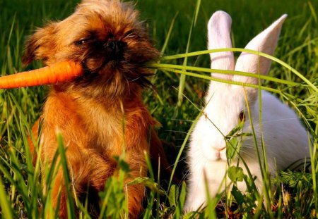 FRIENDLY FRIENDS - white, rabbit, carrots, dog, green, grass