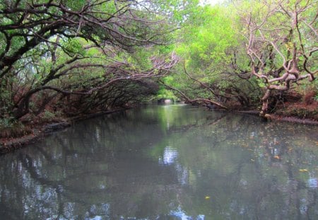 Mangrove forests waterways - by boat, mangrove forests, beautiful, trip, waterways