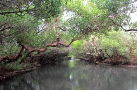 Mangrove forests waterways - beautiful, trip, mangrove forests, waterways, by boat