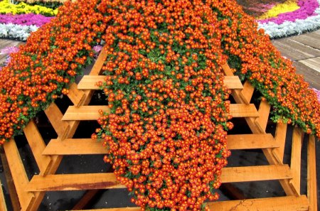 Lovely Chrysanthemum - chrysanthemum, lovely, orange color, garden