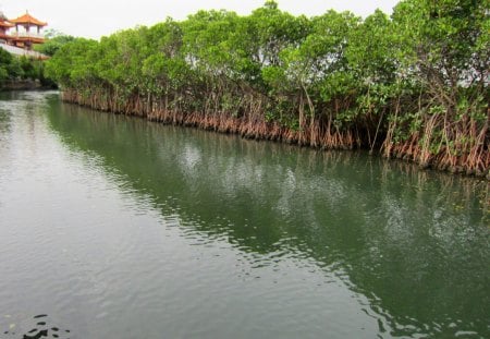 Mangrove forests waterways