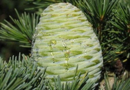 Green cone pine - decoration, cone pine, tree, christmas, green