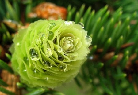 Green cone pine - water, green, tree, decoration, cone pine, drops, christmas