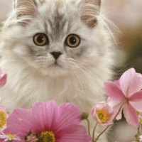 Silver tabby among flowers