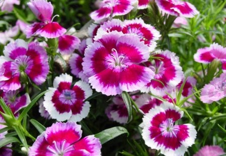 Petunias - flowers, sweet petunias, forest, pink and purple