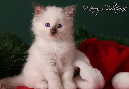 ☃ - christmas, white, red, merry, cat