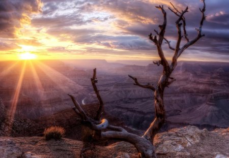 amazing sunrise over canyon hdr - canyon, clouds, dead tree, hdr, sunrise