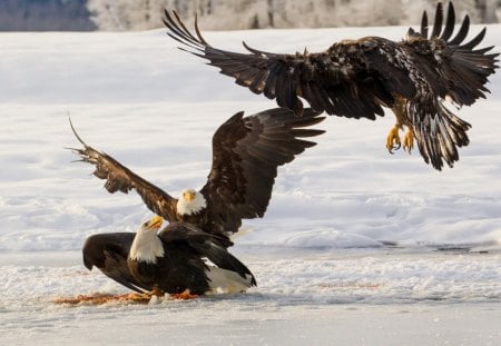 eagles - white, snow, birds, eagles