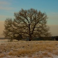 mighty tree alone in winter