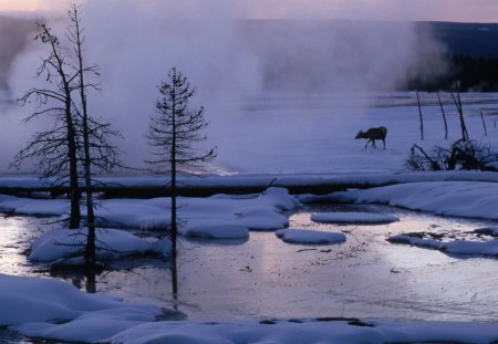 yellowstone in the middle of winter - moose, lake, trees, winter, steam