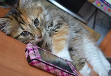 Cat - sleepy, cute, beautiful, cat, sleeping, kitty, cats, hat, phone, cat face, paws, face, animals, pretty, beauty, sweet, kitten, lovely