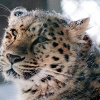 Snow Leopard