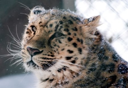 Snow Leopard - leopard, snow, cats