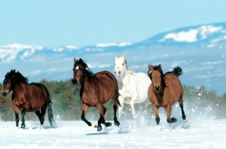 Wild and Free - free, animal, horse, wild