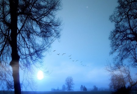 A Touch of Winter - winter, trees, nature, blue