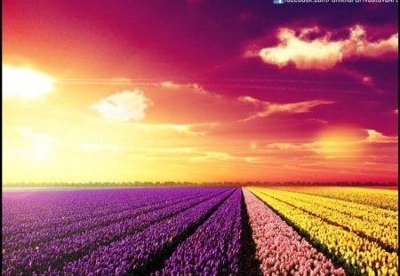 Beautiful Fields - colourful, lovely, nature, fields