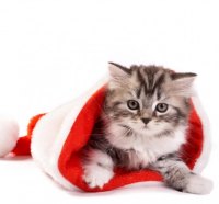 Christmas and New Year Christmas Cat