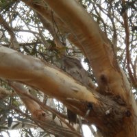 Tawny Frog Mouth Family