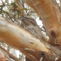 Tawny Frog Mouth Dad