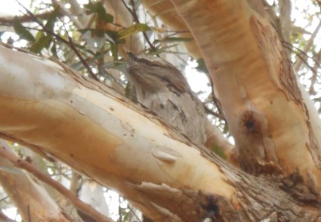 Tawny Frog Mouth Dad - mouth, tawny, family, frog