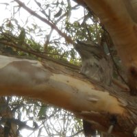 Tawny Frog Mouth Family