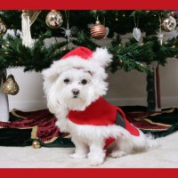 Dog under the Christmas tree