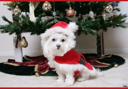 Dog under the Christmas tree - under, tree, dog, christmas