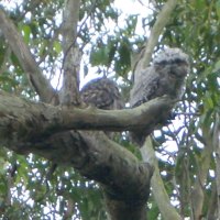 Tawny Frog Mouth Family