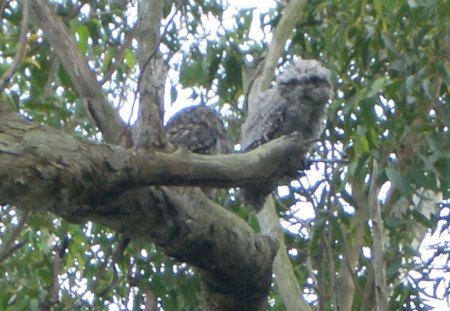 Tawny Frog Mouth Family - mouth, family, frog, tawny