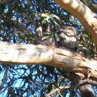 Tawny Frog Mouth Family