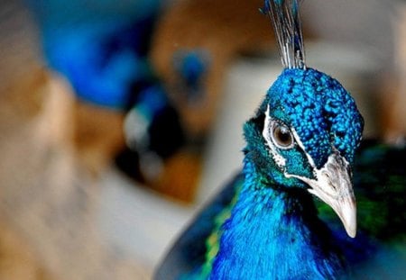 Peacock - beauty, animal, peacock, nature