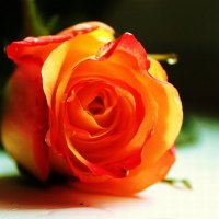 Orange Rose