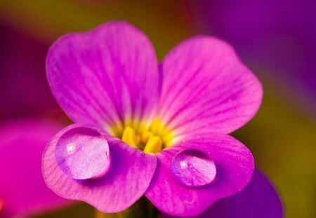 Wet Flower - picture, wet, cool, flower