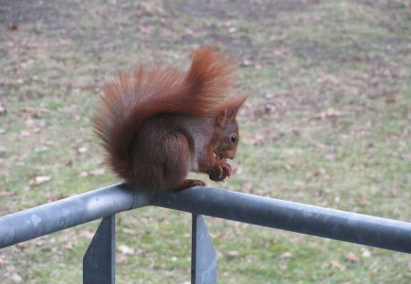 Little Squirrel - cute, little, picture, squirrel