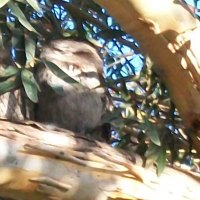 Tawny Frog Mouth Family