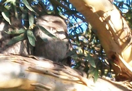 Tawny Frog Mouth Family - mouth, family, frog, tawny