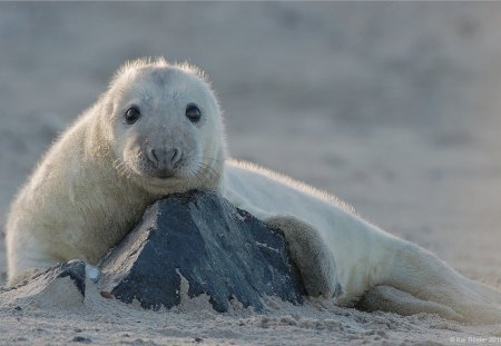 White Seal - seal, white, cute, picture