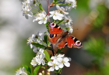 Butterfly on Flowers - flowers, butterfly, cool, picture